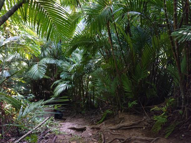 istock Palm plants in tropical rain forest 1618637086