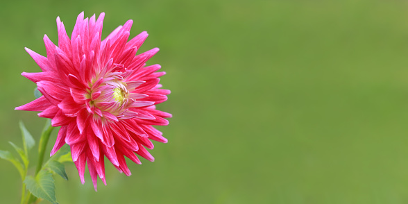 Pink Dahlia flower on green nature background.\nBlossoming Aster on green foliage.\nVibrant pink flower in natural environment. Chrysanthemum flower. Beautiful floral composition   . Copy space