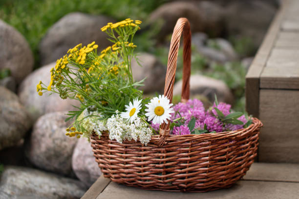 istock Medicinal herbs in a wicker basket on wooden steps 1618651348