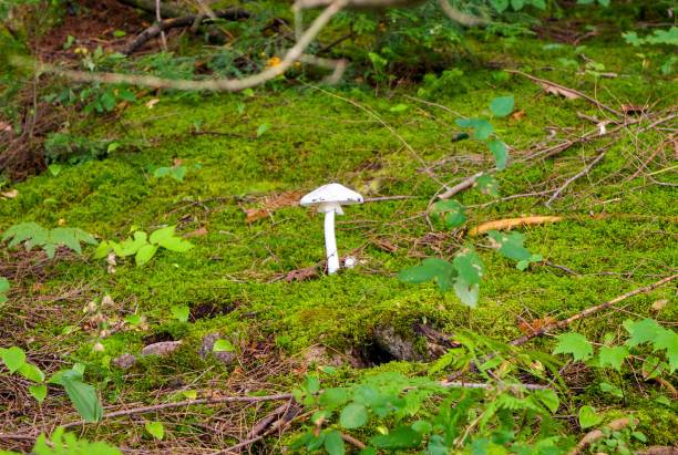 숲 바닥에 솔로 흰 버섯입니다. - 독우산광대버섯 이미지 뉴스 사진 이미지