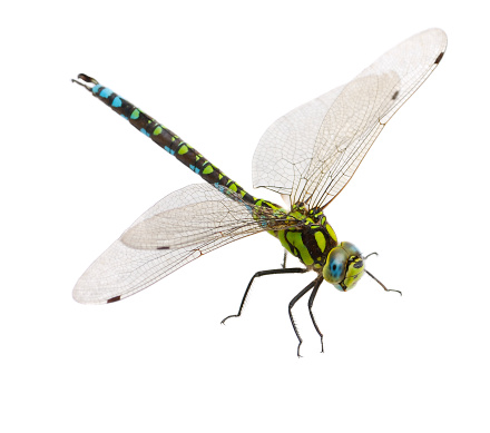 dragonfly macro isolated on white background