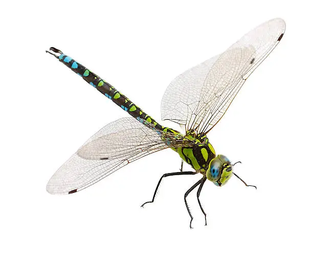Photo of Close-up of a dragonfly isolated on a white background