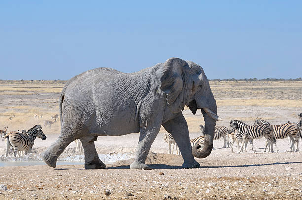 istock Elephant, Etosha National park, Namibia 161865870