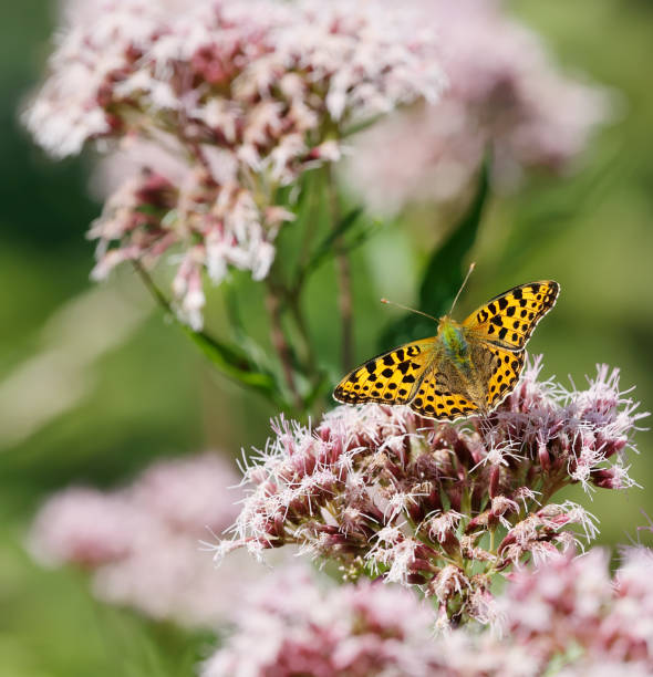 istock Queen of Spain Fritillary Butterfly (Issoria lathonia) 1618659085