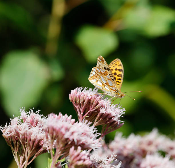 istock Queen of Spain Fritillary Butterfly (Issoria lathonia) 1618659132