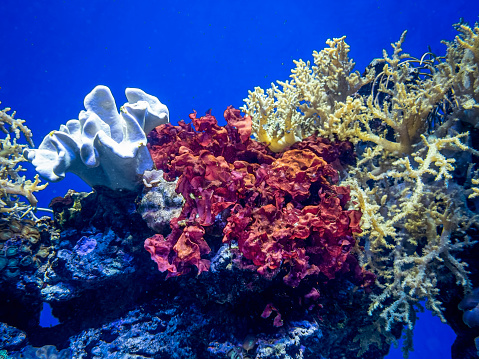 Corals of different sizes, colors and detailed structures growing on rocks in an aquarium. Vivid colors on display.