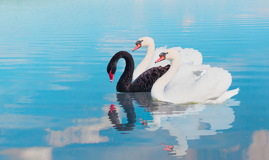 Three swans swiming together in calm blue water - Black and White swan - Black and White swan with reflection on water