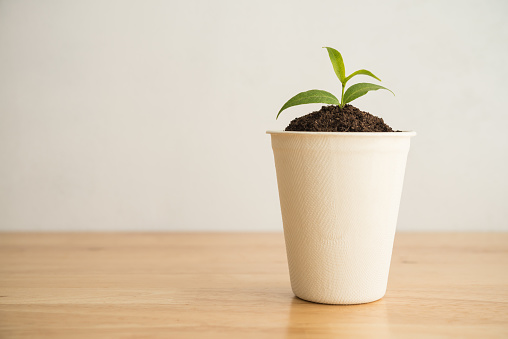 Seedling is growing in eco-friendly disposable cup made of fiber of bagasse and bamboo on table with white wall background. Save the earth, waste reduction, BCG economy (Bio, Circular, Green), sustainable resources, responsible business concept.