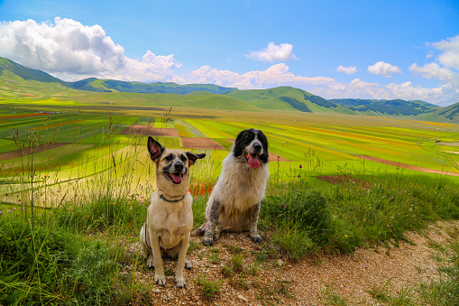 Landscape of Castelluccio di Norcia with a dogs in front