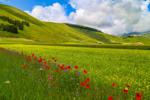 istock Castelluccio, Italy 1618675958