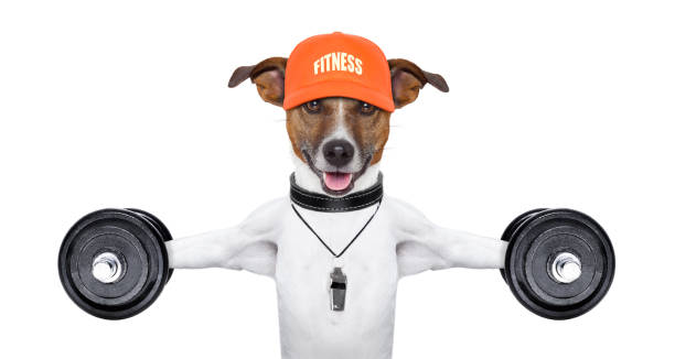 istock Dog wearing a hat and whistle and doing shoulder raises 161868390