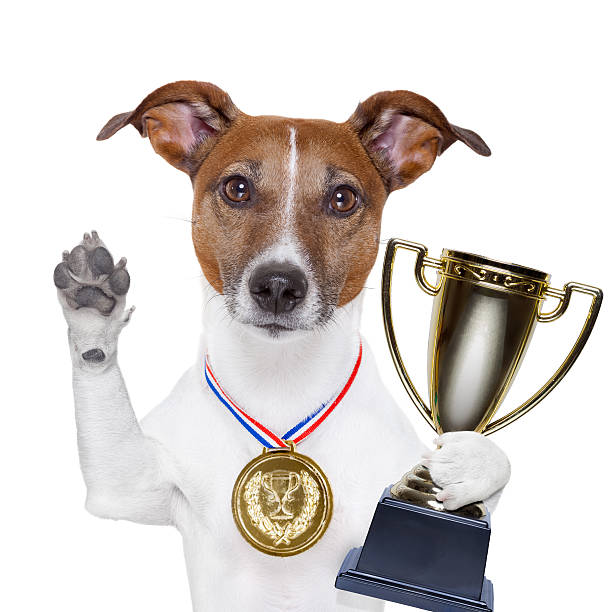 vencedor de cachorro - show dog - fotografias e filmes do acervo