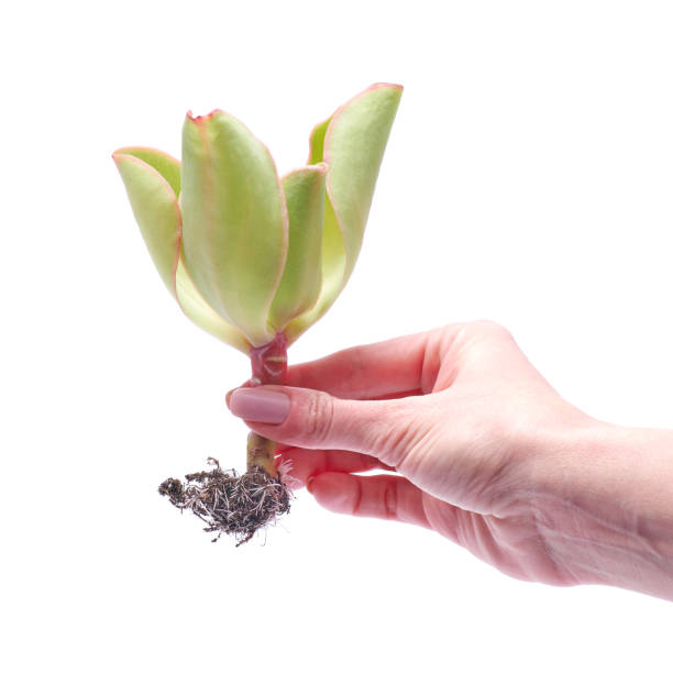 Woman holding Echeveria Succulent rooted cutting Plant in hand Woman holding Echeveria Succulent rooted cutting Plant in hand. rooted cutting stock pictures, royalty-free photos & images