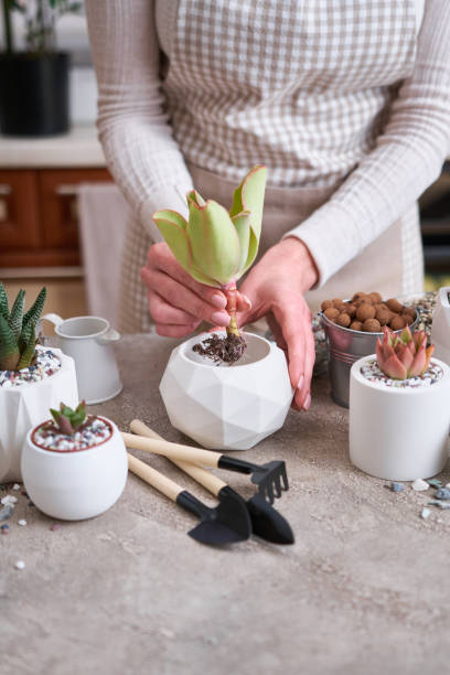 Woman holding Echeveria Succulent rooted cutting Plant with roots ready for planting Woman holding Echeveria Succulent rooted cutting Plant with roots ready for planting. rooted cutting stock pictures, royalty-free photos & images