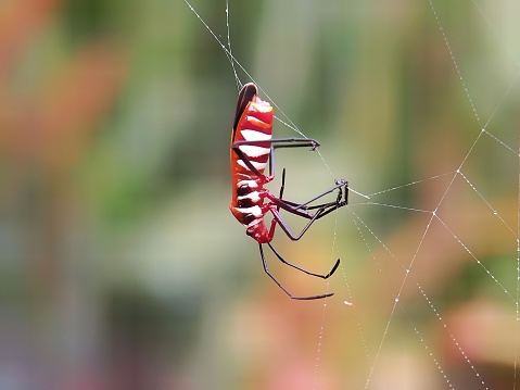 A creepy brown recluse spider lurks waiting for prey