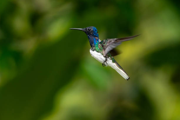 istock Colorful White-necked Jacobin hummingbird in flight with a dark background 1618690163