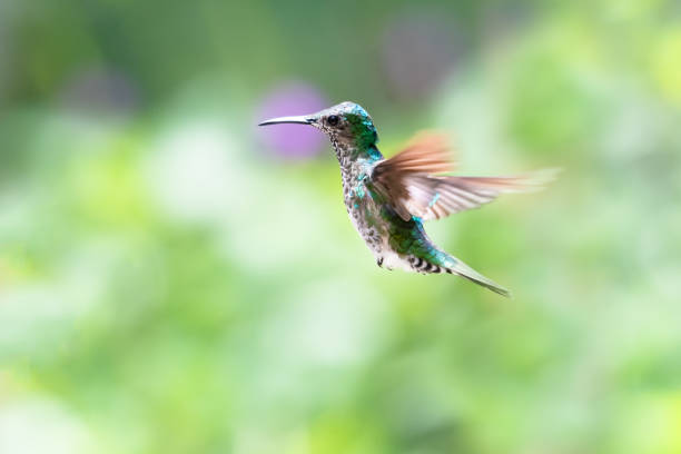 istock White-necked Jacobin hummingbird in flight on a pastel background. 1618690677