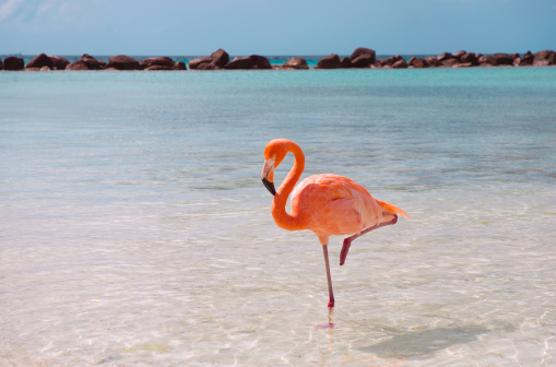 Caribbean flamingo on the beach