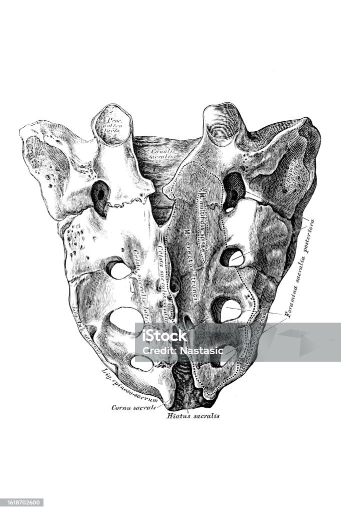 Sacrum Sapi Sacrum Stock Illustration - Download Image Now - 19th Century, 19th ...