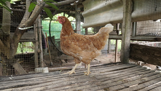 female hen Raised to bring eggs to cook.