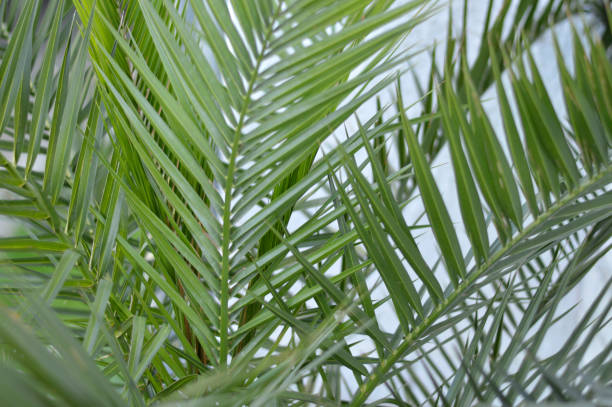 istock green leaf of majesty palm close up 1618720068