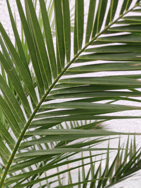 istock green leaf of majesty palm close up 1618721208