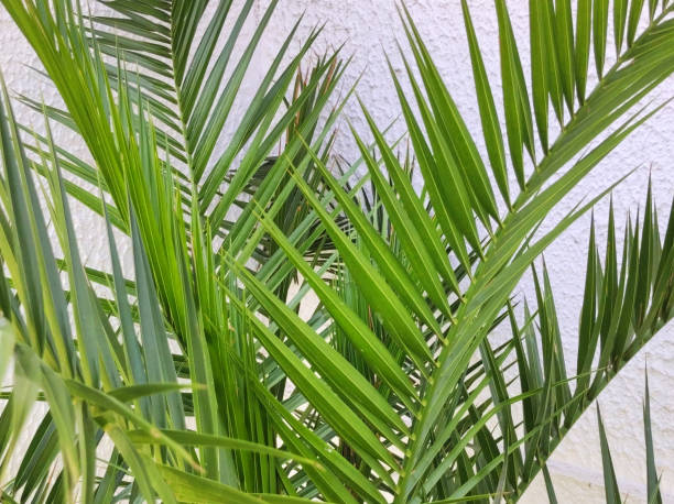 green leaf of majesty palm close up