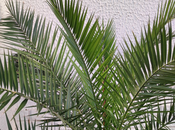 istock green leaf of majesty palm close up 1618722277