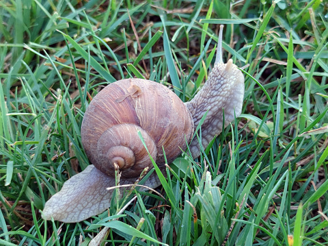 Brown striped snail - crawling on green grass. Taken in Toronto, Canada.