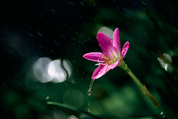 Pink flower in the rain