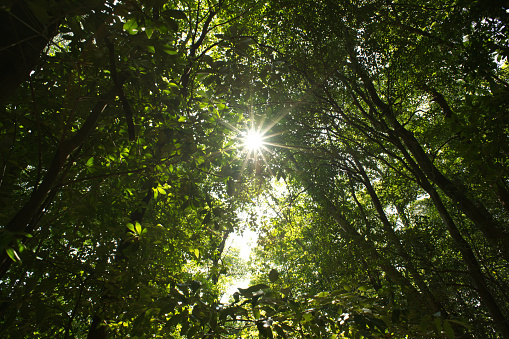 Sunlight filtering through trees.