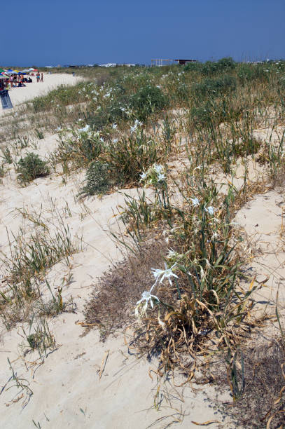 istock view of the sandy beach and sea lilies 1618762986