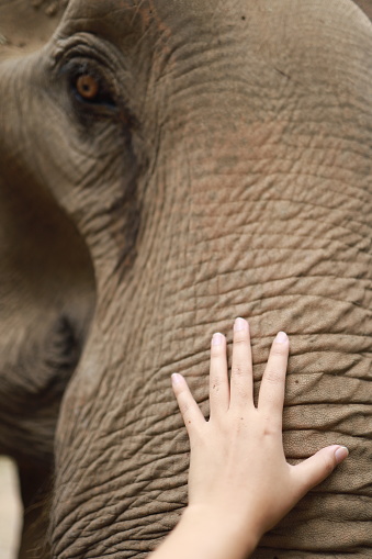 Human hand touching Asian elephant.