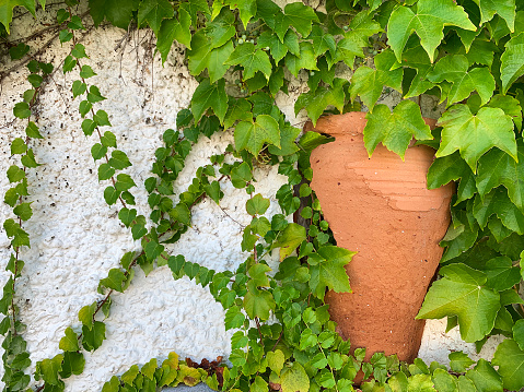 dilapidated antique clay vase against the background of a white wall and green ivy