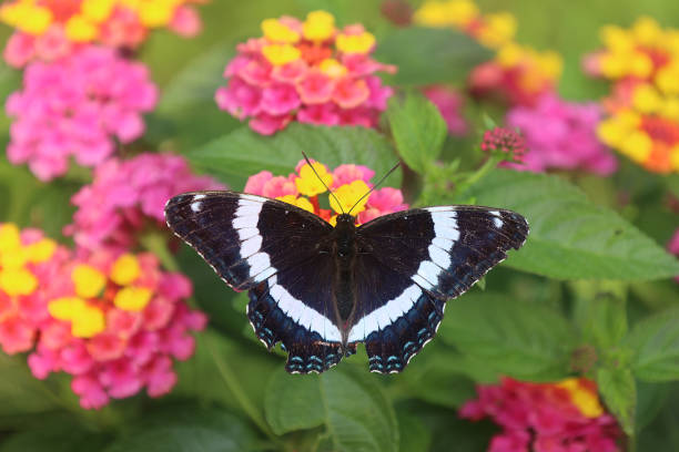 A white admiral butterfly samples lantana flowers in the summertime in the Montreal area, Quebec, Canada.  The black wings contrast beautifully with the colorfulk flowers.