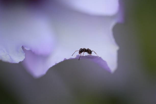 ant in garden carrying a ladybug