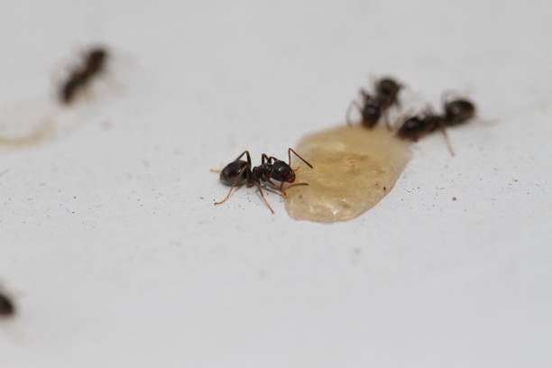 istock ant in garden carrying a ladybug 1618779246