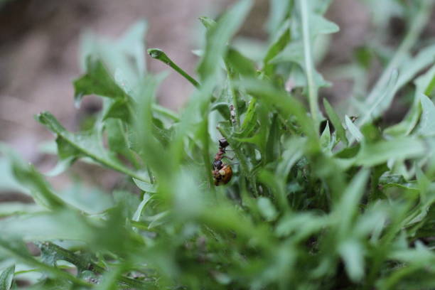 istock ant in garden carrying a ladybug 1618789180