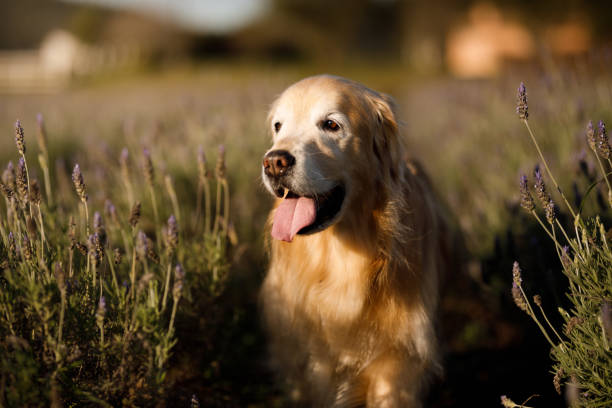 istock Golden retriever in a lavender field 1618793271