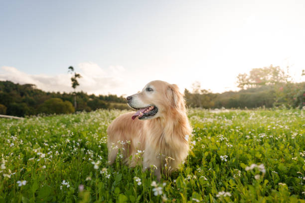 Dogs in the nature
