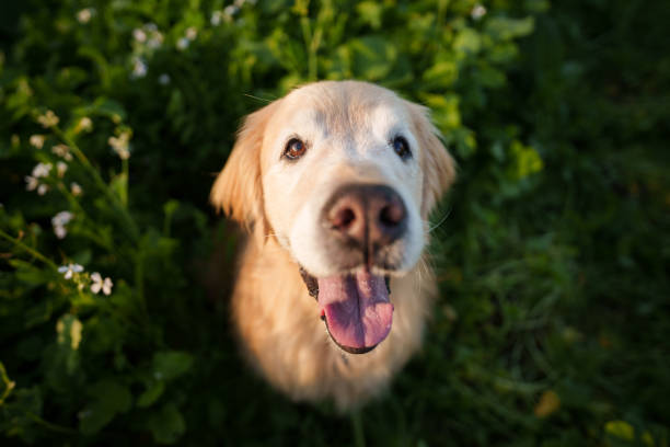 istock Golden retriever sitting in a flower field 1618794354