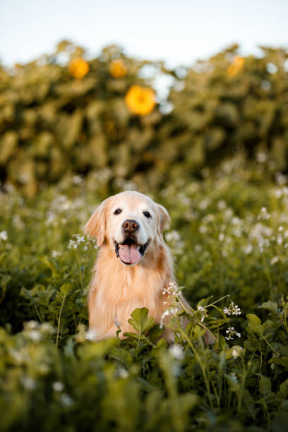 istock Golden retriever sitting in a flower field 1618796008