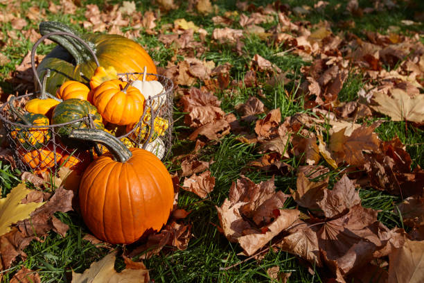 istock Beautiful autumn pumpkins on leaves background 1618797102