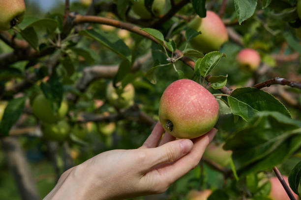 istock Woman's hand picking apple from a tree branch in orchard 1618799848
