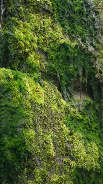 istock Green plants in a rocky cliff 1618800936