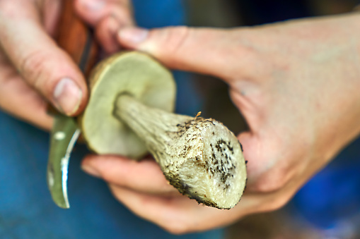 edible mushroom with worm infestation