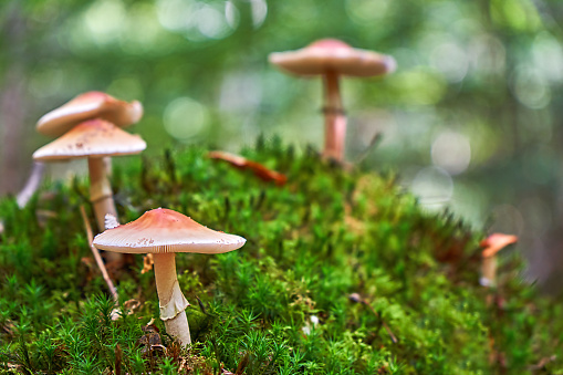 mushrooms on the forest floor