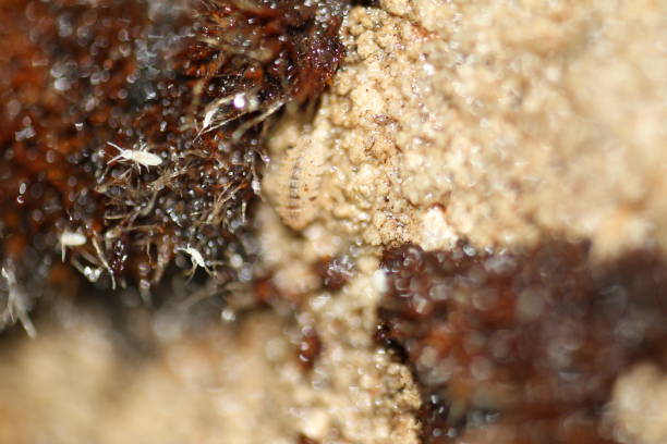 istock isopods woodlouse pill bugs cristarmadillidium muricatum 1618807614