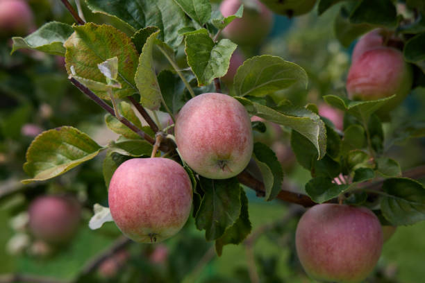 istock Ripe red apple fruits on a tree branch in orchard 1618810817