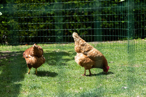 hens and chickens in a meadow garden